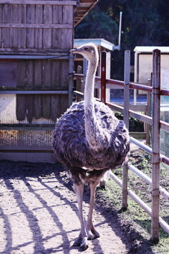 動物園の可愛いダチョウ