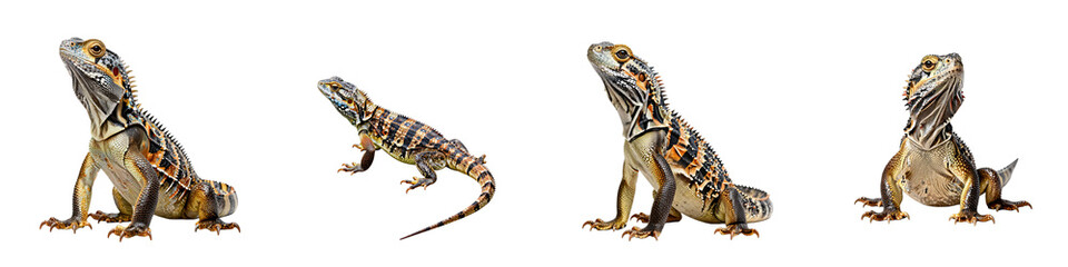 Obraz premium Four different poses of an eastern water dragon on a clean black background