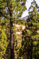 Paisaje en un área recreativa de Gran Canaria. © CarlosHerreros
