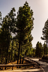 Paisaje en un área recreativa de Gran Canaria. © CarlosHerreros