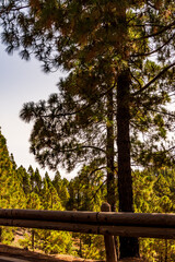 Paisaje en un área recreativa de Gran Canaria. © CarlosHerreros