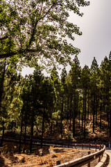 Paisaje en un área recreativa de Gran Canaria. © CarlosHerreros