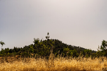 Paisaje en un área recreativa de Gran Canaria. © CarlosHerreros