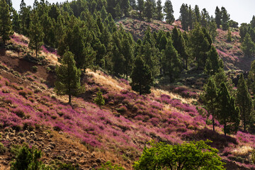 Paisaje en un área recreativa de Gran Canaria. © CarlosHerreros