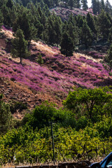 Paisaje en un área recreativa de Gran Canaria. © CarlosHerreros