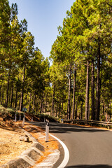 Paisaje en un área recreativa de Gran Canaria. © CarlosHerreros