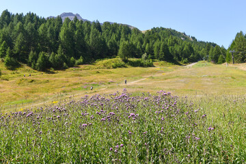Obraz premium Purple wild flowers in green meadows with pine forest under blue sky, Plan Checrouit, Courmayeur, Aosta Valley, Italy
