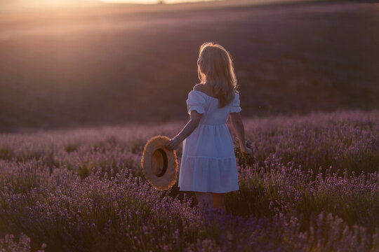 Lavender field woman sunset walking through purple flowers during beautiful golden hour light