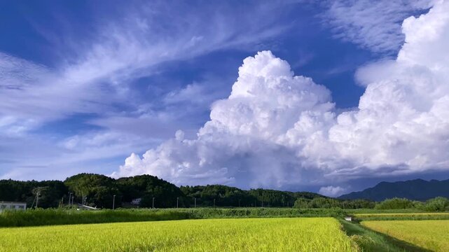 Summer Clouds Over Rice Fields &ndash; 4K Timelapse-seen2