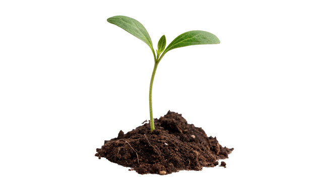 Small green plant sprout growing from fertile soil isolated on transparent background