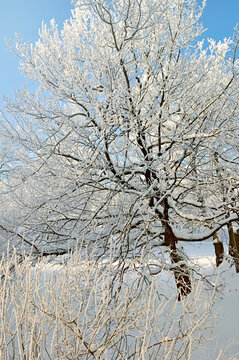 Winter forest landscape - frosty spreading trees covered with ice and snow in cold sunny morning