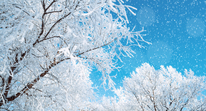 Winter trees background, suitable for Christmas and New Year design. Close-up snow-covered branches against a bright blue sky. Falling white snowflakes and ice crystals in a sunny December landscape