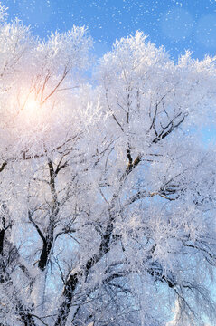 Winter trees background. Frosty branches of a forest tree against blue sky and sunlight breaking through the branches in sunny December day