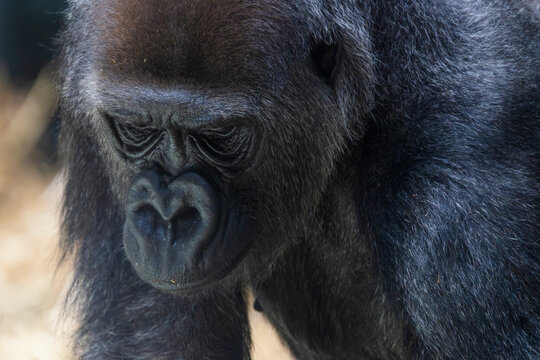 Gorilla, nachdenkliches Portr&auml;t