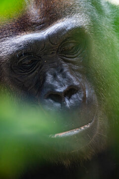 Gorilla, nachdenkliches Portr&auml;t