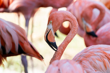 mehrere Flamingos in sommerlichen Licht © bilderstoeckchen