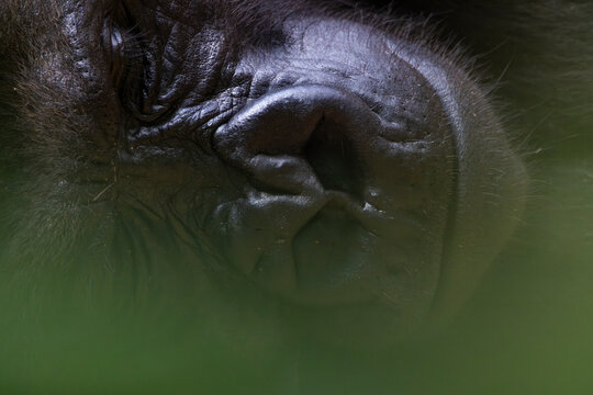 Portr&auml;t eines liegenden, ruhenden Gorillas