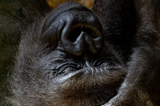 Portr&auml;t eines liegenden, ruhenden Gorillas