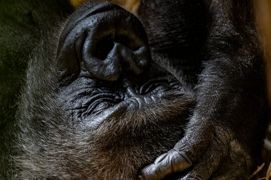 Portr&auml;t eines liegenden, ruhenden Gorillas
