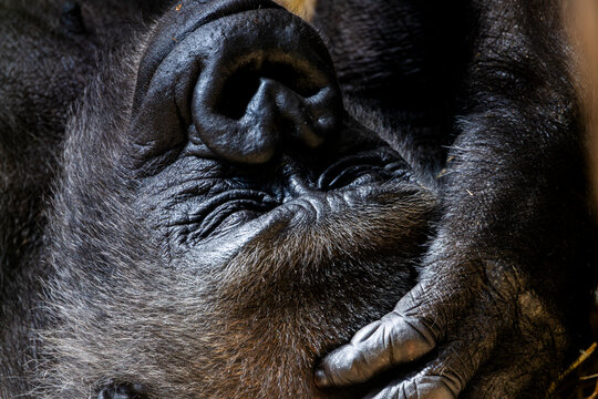 Portr&auml;t eines liegenden, ruhenden Gorillas