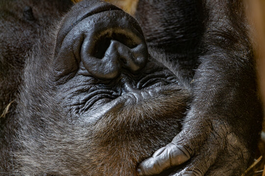 Portr&auml;t eines liegenden, ruhenden Gorillas