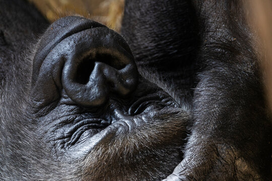 Portr&auml;t eines liegenden, ruhenden Gorillas