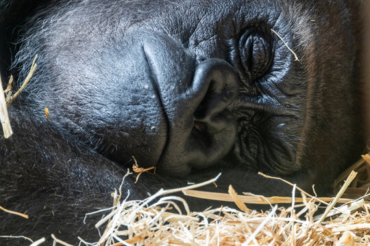 Portr&auml;t eines liegenden, ruhenden Gorillas