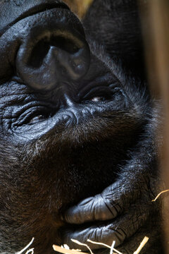 Portr&auml;t eines liegenden, ruhenden Gorillas