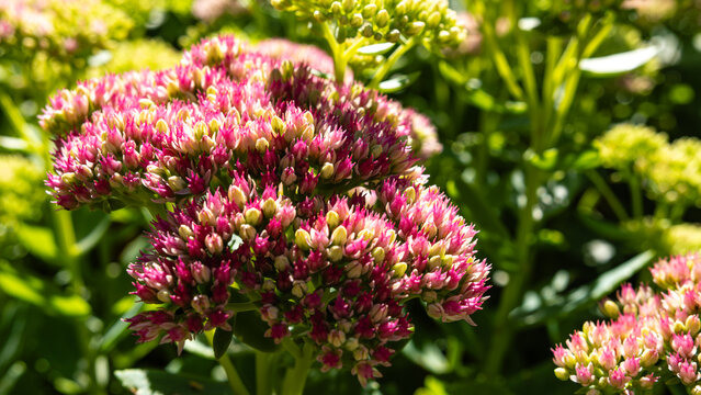 Bright pink sedum flowers blooming in sunny garden nature background