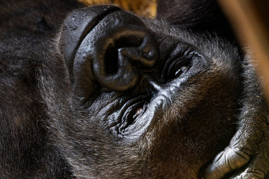 Portr&auml;t eines liegenden, ruhenden Gorillas