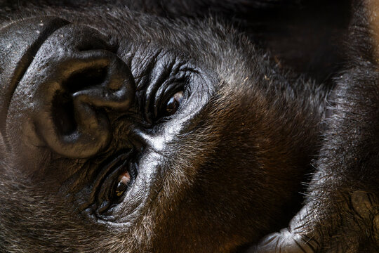 Portr&auml;t eines liegenden, ruhenden Gorillas