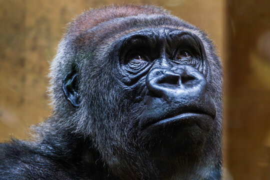 Portr&auml;t, Nahaufnahme von einem Gorilla