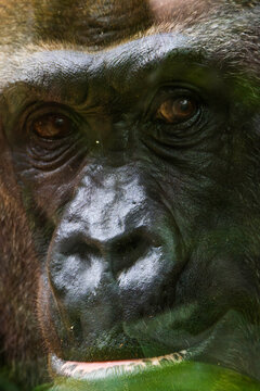 Nahaufnahme eines Gorillas, Portrait