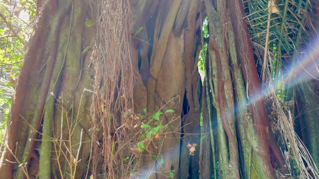  Ancient Banyan Tree Roots in Tropical Jungle with Sunlight Flar