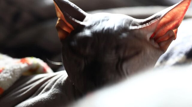 Close-up of a cat lying on a bed, a common scene of domestic life