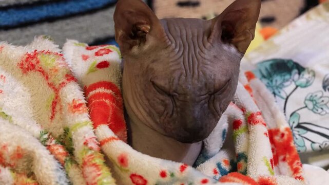 A hairless cat is snugly wrapped in a blanket, warm and cozy