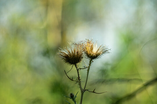 
A macro photograph of two spent thistle flower heads with fluffy seeds, illuminated by soft natural light.