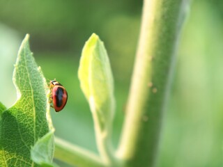 Fototapeta premium Close up of a small red and black ladybug (Coccinellidae) crawling on the edge of a green leaf in natural sunlight. Beautiful wildlife concept for nature and environmental projects