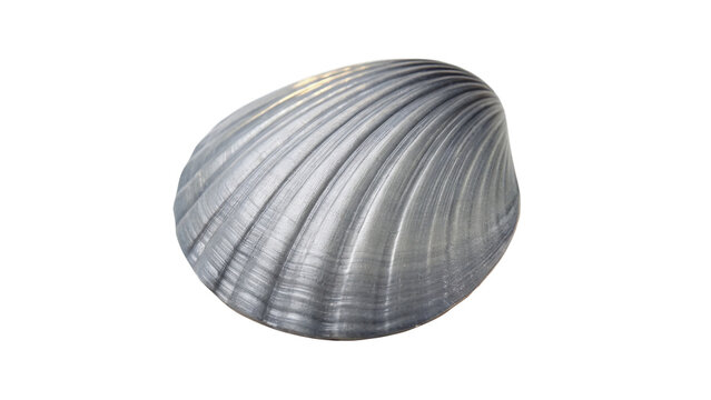 Single grey texture sea shell conch marine wildlife element isolated on transparent background