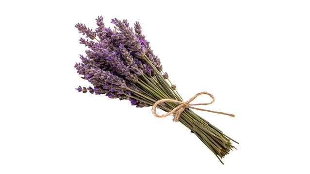 Tied bunch bouquet of fresh lavender flowers botanical flora isolated on transparent background