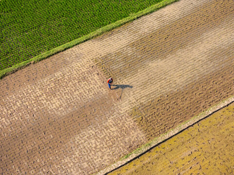 Aerial view of a farmer working in a muddy rice paddy field with green crops nearby in Klaten, Central Java, Indonesia.