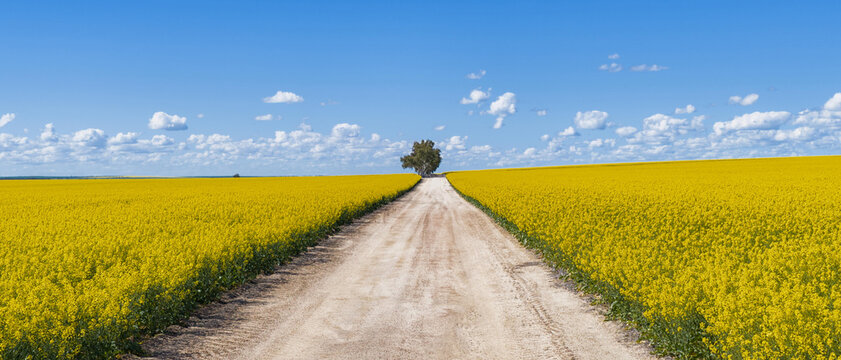 Aerial view of a dirt road cutting through vibrant yellow canola fields under a clear blue sky in Walyormouring, Western Australia, Australia.