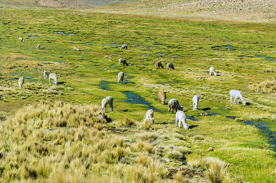 A view of a herd of alpacas and llamas grazing in a wet Andean meadow known as a bofedal in the Andes Mountains  in southern Peru in the dry season