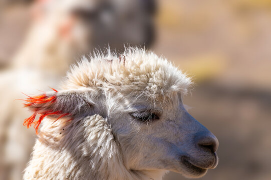 A view of a light colored alpaca featuring bright red yarn tassels tied to its ear in the high altitude Andean landscape in the Andes Mountains  in southern Peru in the dry season
