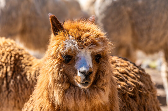 A view of a domesticated a fluffy brown alpaca with a distinctive white patch on its face in the high altitude Andean landscape in the Andes Mountains  in southern Peru in the dry season
