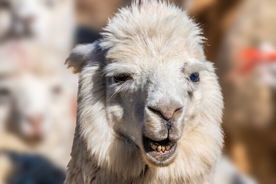 A front view profile of a white alpaca in the high altitude Andean landscape in the Andes Mountains  in southern Peru in the dry season
