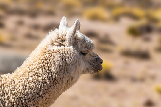 A side view profile of a white alpaca in the high altitude Andean landscape in the Andes Mountains  in southern Peru in the dry season