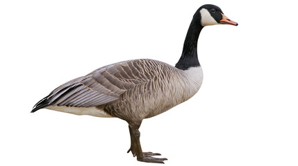 Canada goose with black neck and grey body, isolated on transparent background © iPNGi
