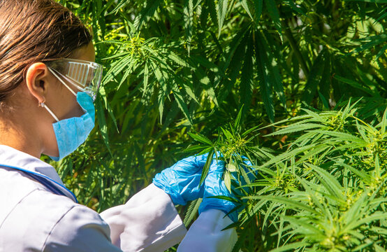 Cannabis growing, medical check. Selective focus.