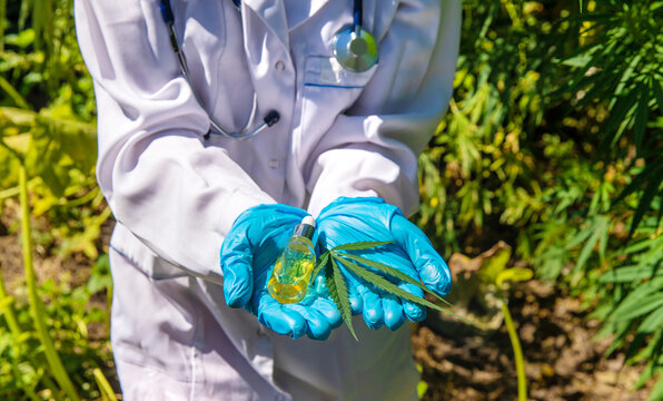 Cannabis growing, medical check. Selective focus.